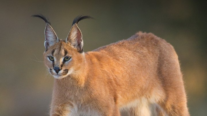 Karakal (74 cm) Der Karakal ist eine afroasiatische, mittelgroße Katze aus der Gattung Caracal.