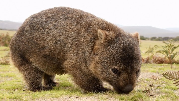 Wombat (100 cm) Die Wombats sind eine Familie in Australien lebender Beutelsäuger, die als