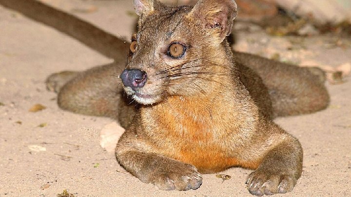 Fossa (nicht Fossy) (73 cm) Die Fossa, seltener auch Frettkatze genannt, ist eine auf