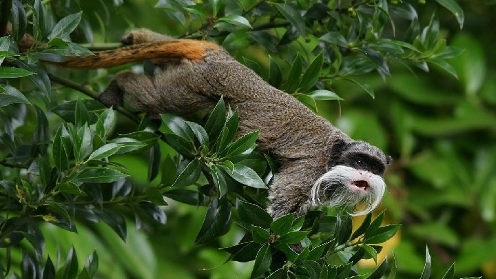 Kaiser-Tamarin (25 cm) Diese Tamarinart hat ihren Namen von ihrer Ähnlichkeit mit dem deutschen