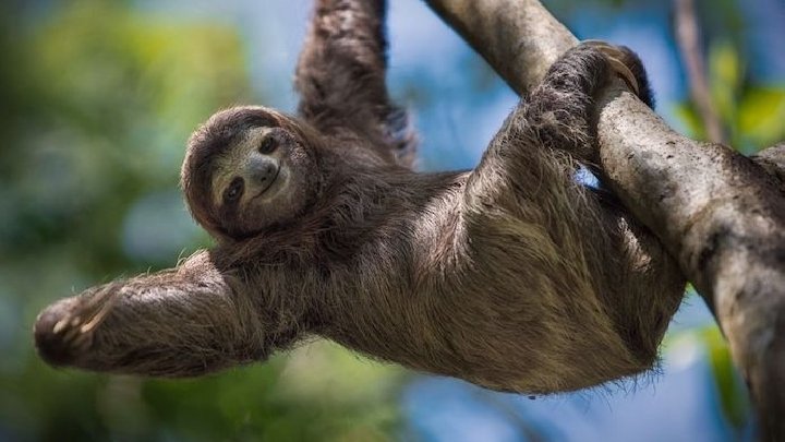 Faultier (40 -80 cm) Die Faultiere bilden eine Unterordnung der zahnarmen Säugetiere und sind