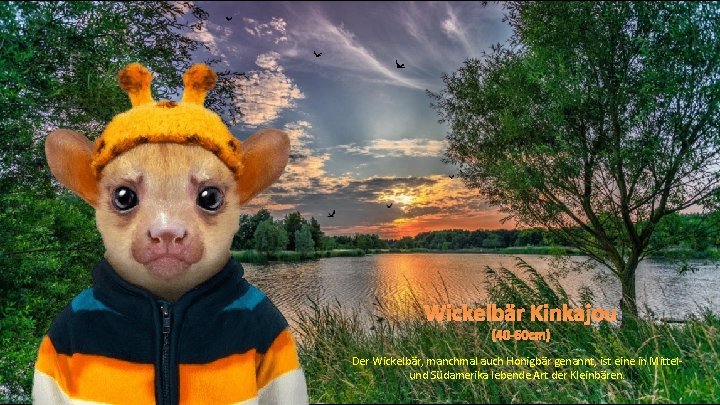 Wickelbär Kinkajou (40 -60 cm) Der Wickelbär, manchmal auch Honigbär genannt, ist eine in