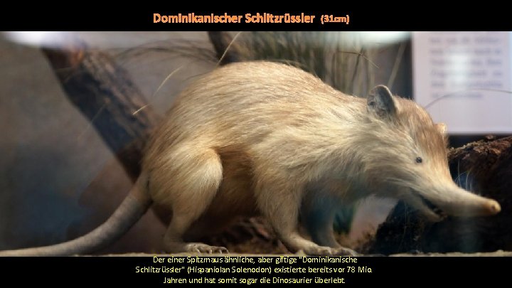 Dominikanischer Schlitzrüssler (31 cm) Der einer Spitzmaus ähnliche, aber giftige "Dominikanische Schlitzrüssler" (Hispaniolan Solenodon)