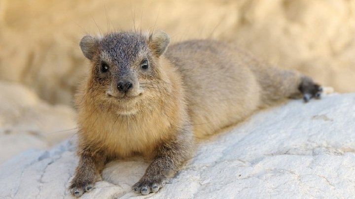 Buschhyrax (50 cm) Heterohyrax brucei , häufiger bekannt als Gelbfleckig. Hyrax oder Buschhyrax ,