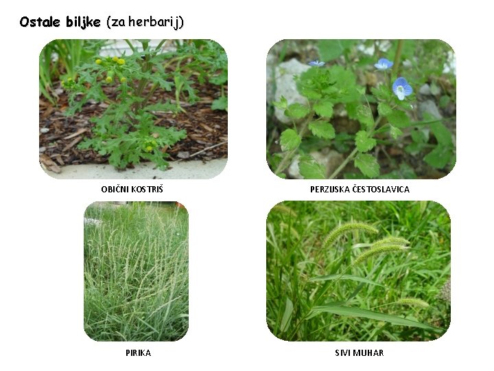 Herbarij biljke za Kako napraviti