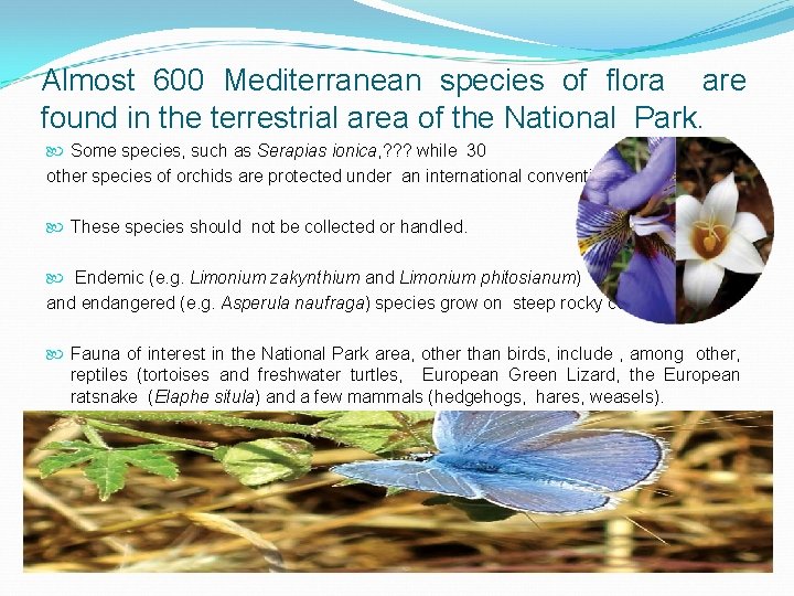 Almost 600 Mediterranean species of flora are found in the terrestrial area of the