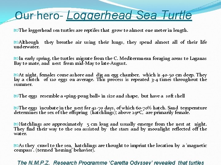 Our hero- Loggerhead Sea Turtle The loggerhead sea turtles are reptiles that grow to