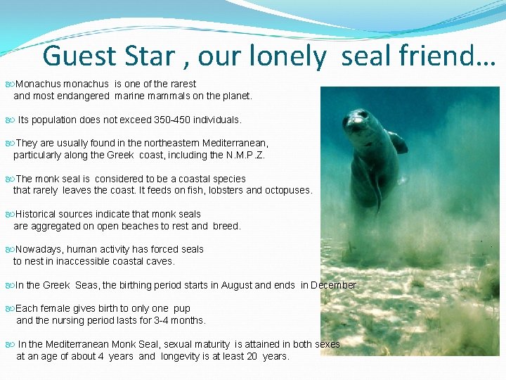 Guest Star , our lonely seal friend… Monachus monachus is one of the rarest