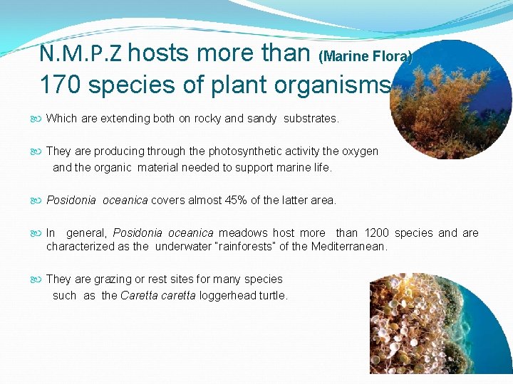 N. M. P. Z hosts more than (Marine Flora) 170 species of plant organisms