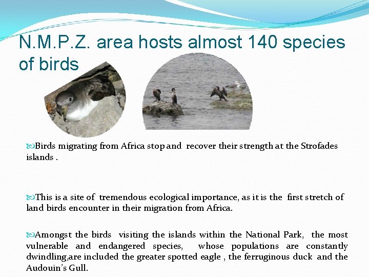 N. M. P. Z. area hosts almost 140 species of birds Birds migrating from