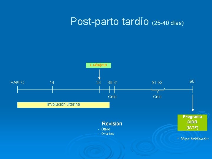 Post-parto tardío (25 -40 días) Lutalyse PARTO 14 28 30 -31 51 -52 Celo