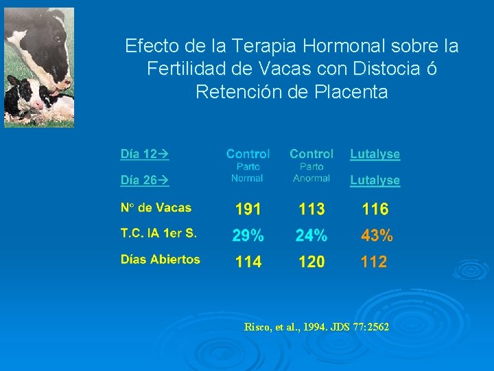Efecto de la Terapia Hormonal sobre la Fertilidad de Vacas con Distocia ó Retención