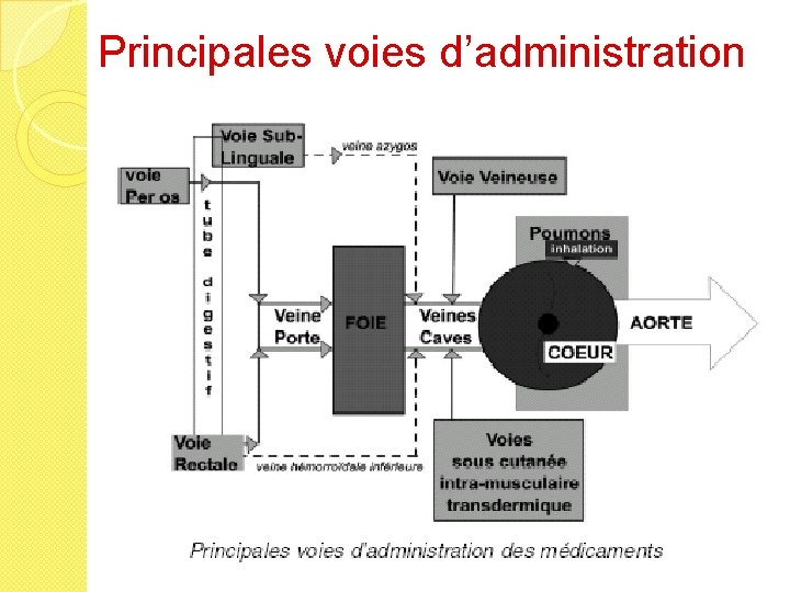 Principales voies d’administration 