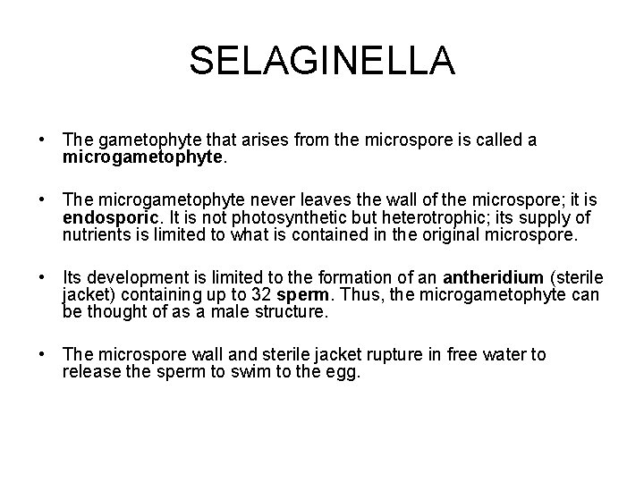 SELAGINELLA • The gametophyte that arises from the microspore is called a microgametophyte. •