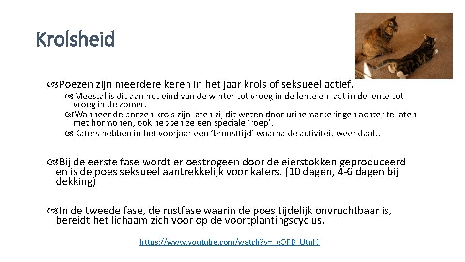 Krolsheid Poezen zijn meerdere keren in het jaar krols of seksueel actief. Meestal is