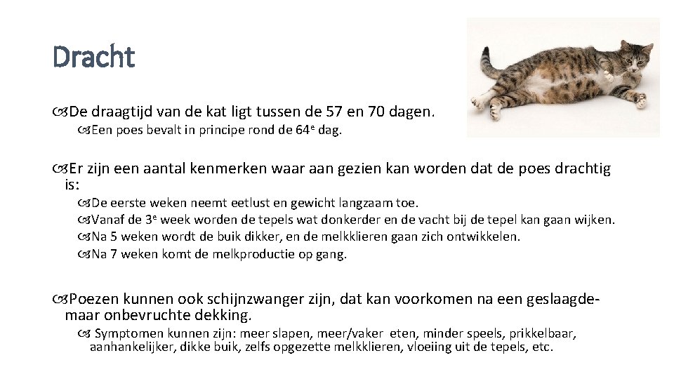 Dracht De draagtijd van de kat ligt tussen de 57 en 70 dagen. Een