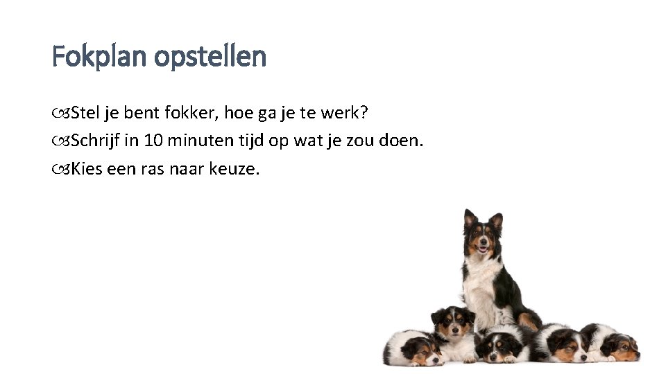 Fokplan opstellen Stel je bent fokker, hoe ga je te werk? Schrijf in 10