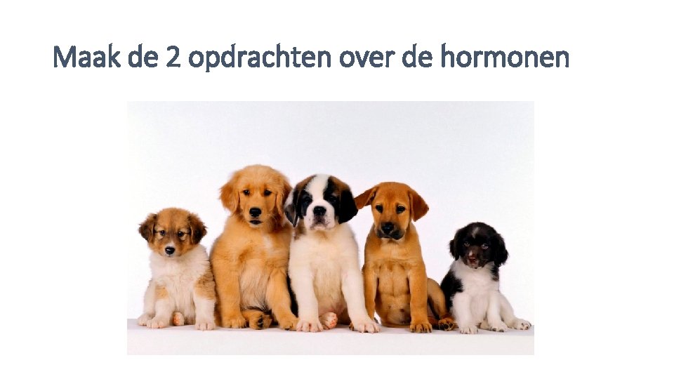 Maak de 2 opdrachten over de hormonen 