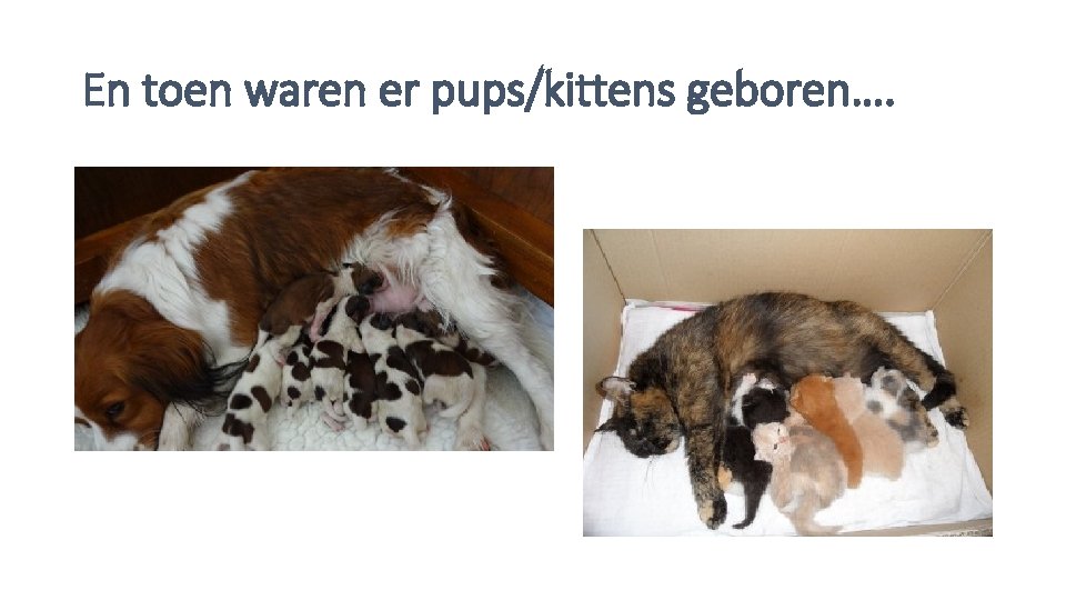 En toen waren er pups/kittens geboren…. 