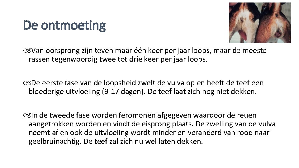 De ontmoeting Van oorsprong zijn teven maar één keer per jaar loops, maar de