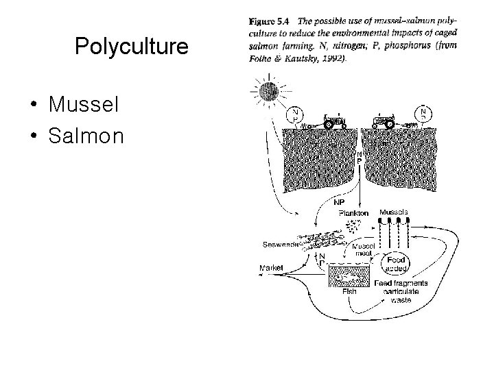 Polyculture • Mussel • Salmon 
