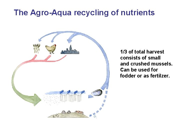 The Agro-Aqua recycling of nutrients 1/3 of total harvest consists of small and crushed