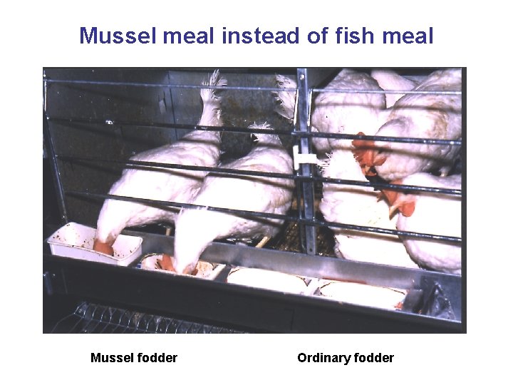 Mussel meal instead of fish meal Mussel fodder Ordinary fodder 