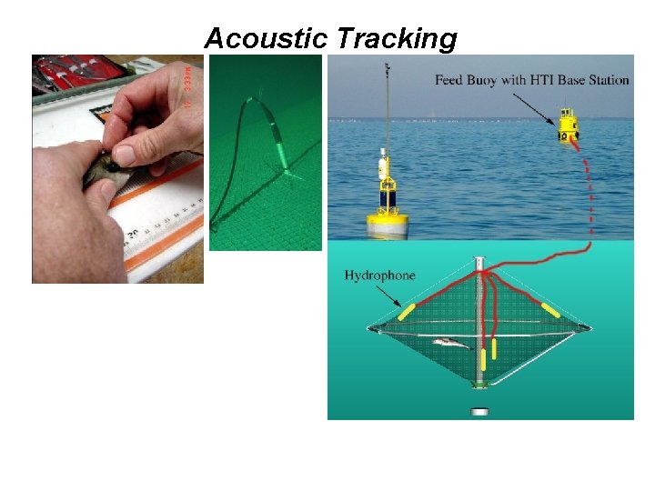 Acoustic Tracking • Continuous recording • Up to 16 fish at a time •