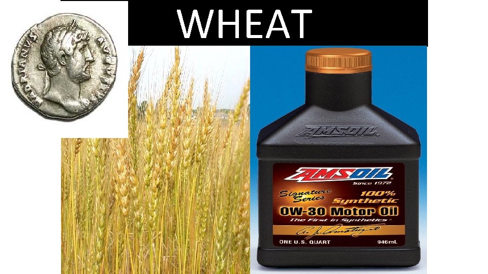 WHEAT 