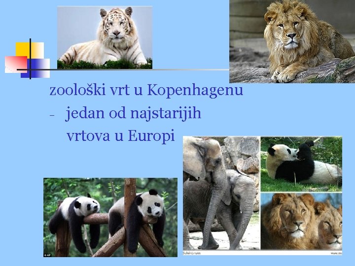 zoološki vrt u Kopenhagenu − jedan od najstarijih vrtova u Europi 