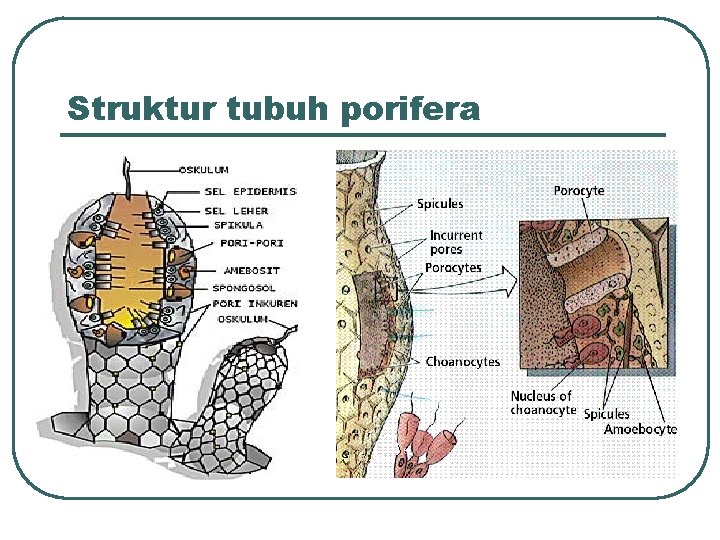 Struktur tubuh porifera 