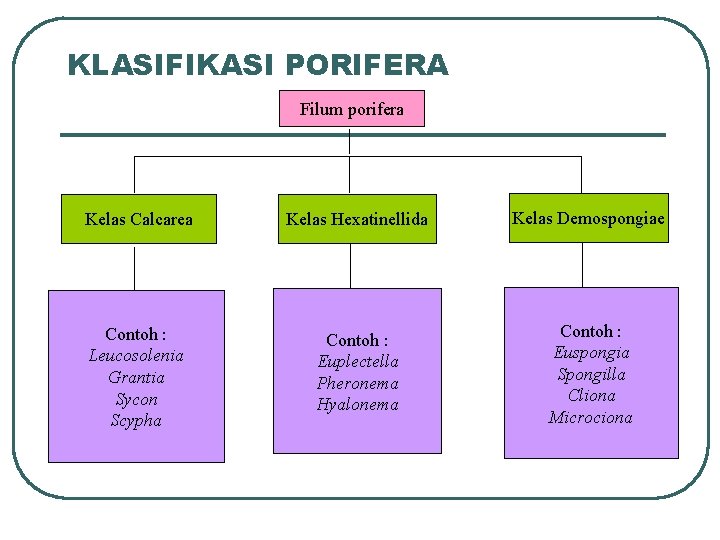 KLASIFIKASI PORIFERA Filum porifera Kelas Calcarea Kelas Hexatinellida Kelas Demospongiae Contoh : Leucosolenia Grantia