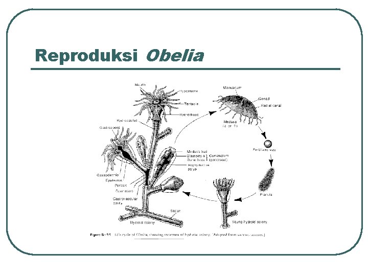 Reproduksi Obelia 