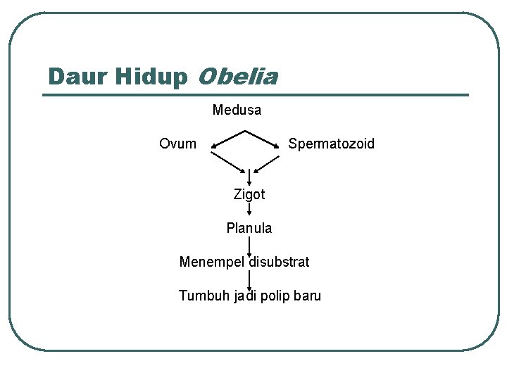 Daur Hidup Obelia Medusa Ovum Spermatozoid Zigot Planula Menempel disubstrat Tumbuh jadi polip baru