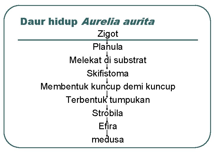 Daur hidup Aurelia aurita Zigot Planula Melekat di substrat Skifistoma Membentuk kuncup demi kuncup