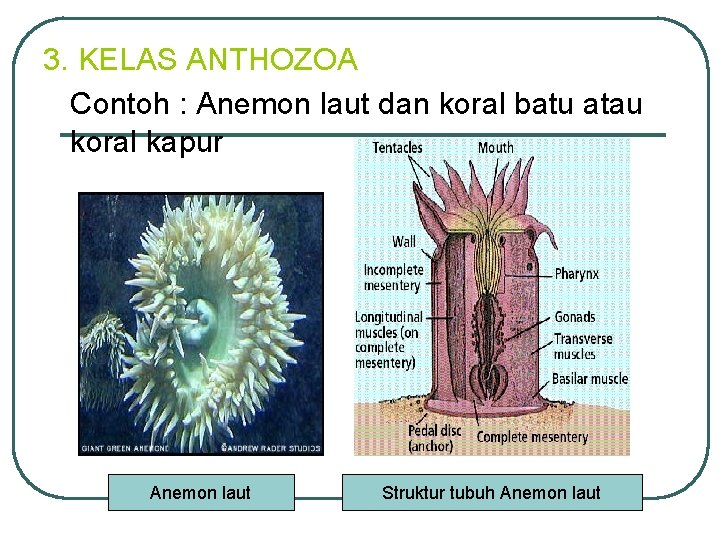 3. KELAS ANTHOZOA Contoh : Anemon laut dan koral batu atau koral kapur Anemon