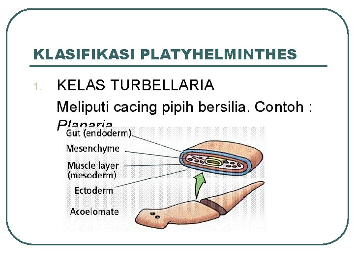 KLASIFIKASI PLATYHELMINTHES 1. KELAS TURBELLARIA Meliputi cacing pipih bersilia. Contoh : Planaria. 