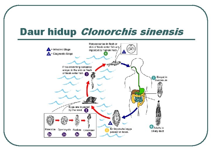 Daur hidup Clonorchis sinensis 