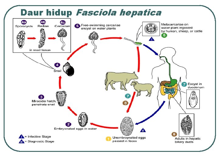 Daur hidup Fasciola hepatica 