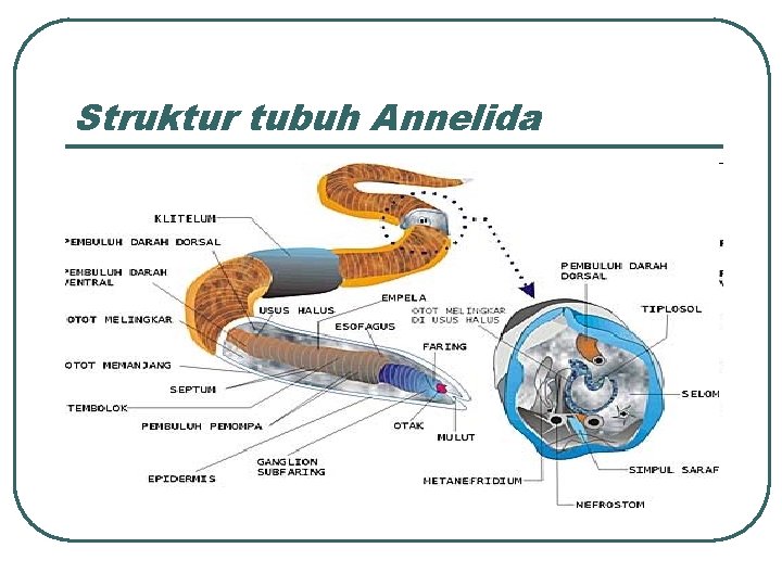 Struktur tubuh Annelida 