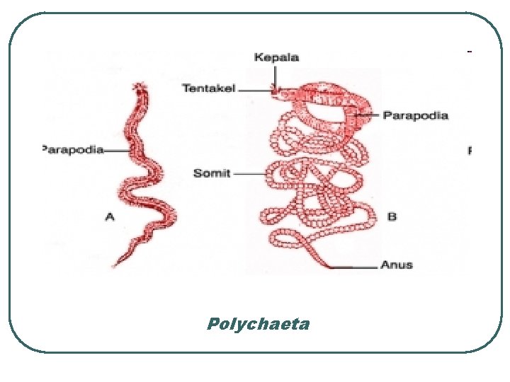 Polychaeta 