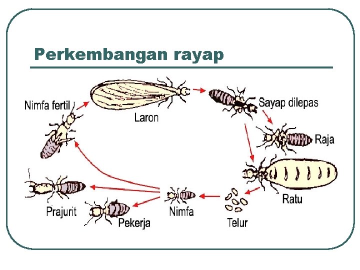 Perkembangan rayap 