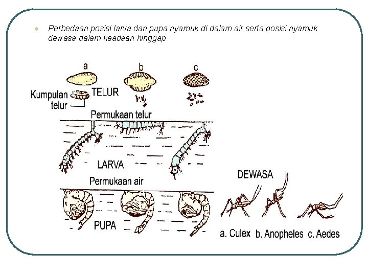 l Perbedaan posisi larva dan pupa nyamuk di dalam air serta posisi nyamuk dewasa