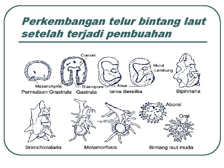 Perkembangan telur bintang laut setelah terjadi pembuahan 