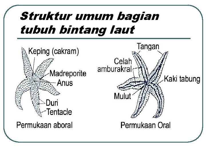 Struktur umum bagian tubuh bintang laut 