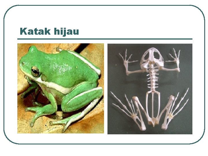 Katak hijau 