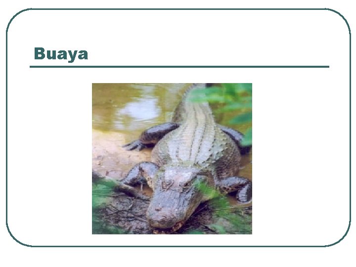 Buaya 