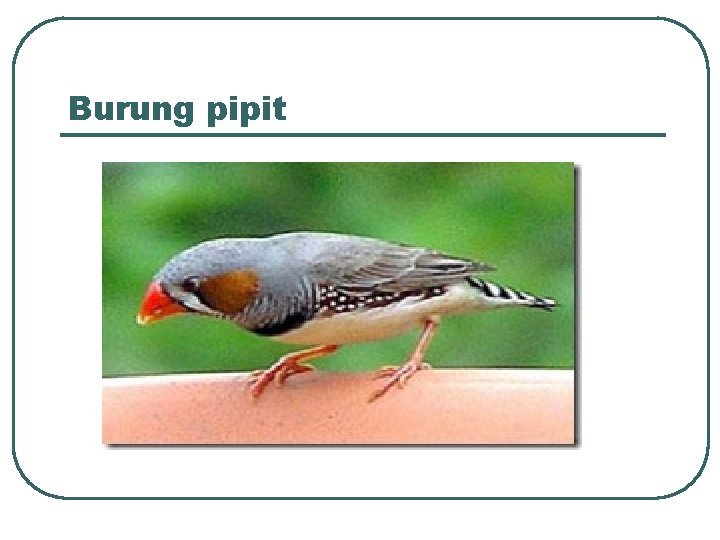 Burung pipit 