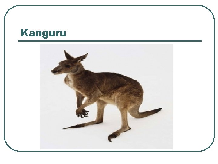 Kanguru 