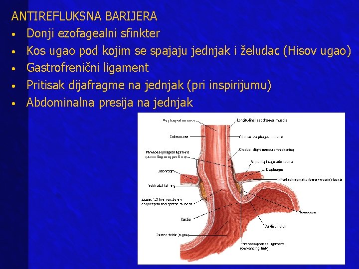 ANTIREFLUKSNA BARIJERA • Donji ezofagealni sfinkter • Kos ugao pod kojim se spajaju jednjak ANTIREFLUKSNA BARIJERA • Donji ezofagealni sfinkter • Kos ugao pod kojim se spajaju jednjak